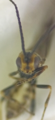 Braconinae