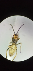 Braconinae