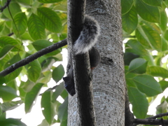 Callosciurus erythraeus