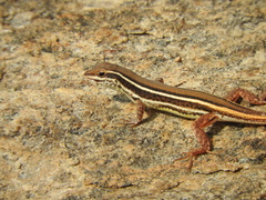 Ophisops leschenaultii