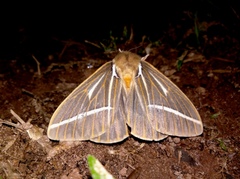 Kentroleuca albilinea