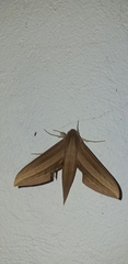 Xylophanes loelia
