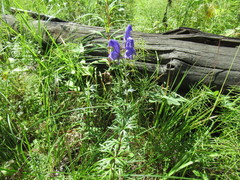 Aconitum baicalense