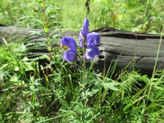 Aconitum baicalense