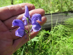 Aconitum baicalense