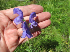 Aconitum baicalense