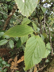 Viburnum setigerum