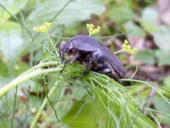 Protaetia opaca