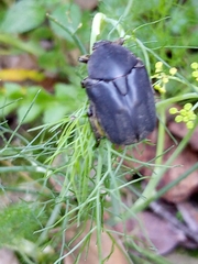 Protaetia opaca
