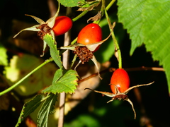 Rosa pisocarpa
