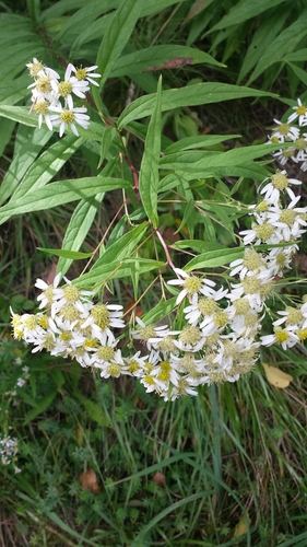 flat-top white aster (Doellingeria umbellata)