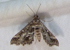 Diasemiopsis leodocusalis