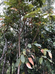 Canarium australianum