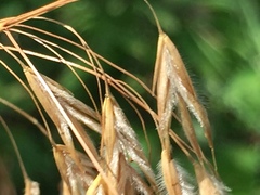 Bromus kalmii