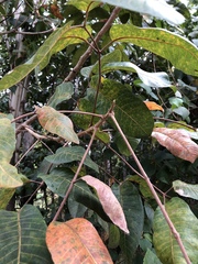 Canarium australianum