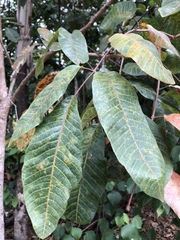 Canarium australianum