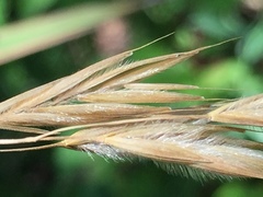 Bromus kalmii