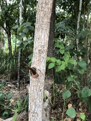 Canarium australianum