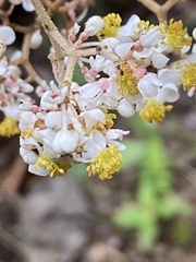 Tracheophyta