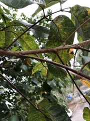 Canarium australianum