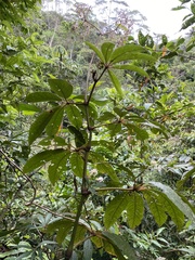 Tracheophyta