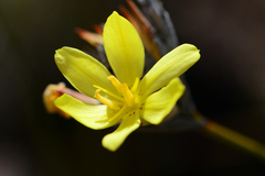 Bobartia macrospatha