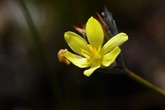 Bobartia macrospatha