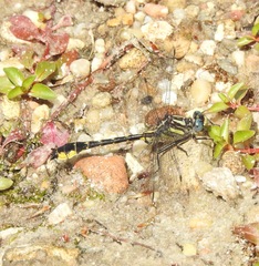 Hylogomphus apomyius