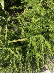 Phyllanthus myrtifolius