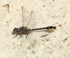 Hylogomphus apomyius