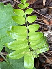 Polypodiopsida