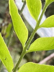 Polypodiopsida