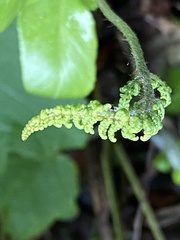 Polypodiopsida