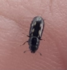 Glischrochilus vittatus