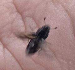 Glischrochilus vittatus