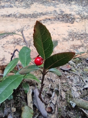 Ardisia japonica