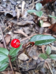 Ardisia japonica