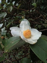 Camellia oleifera
