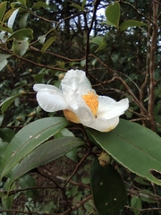 Camellia oleifera