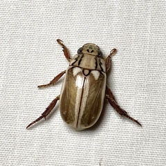 Anoplognathus abnormis