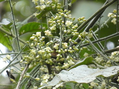 Tracheophyta