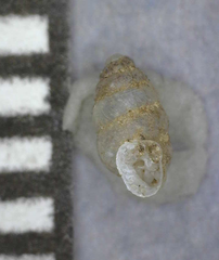 Gastrocopta contracta