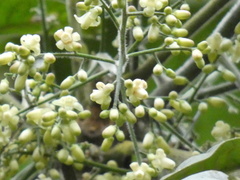 Tracheophyta