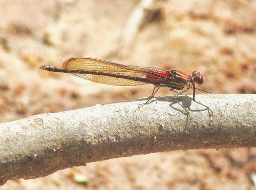 American Rubyspot photographed in Louisiana