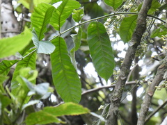 Tracheophyta