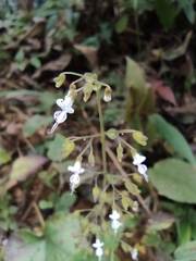 Isodon lophanthoides