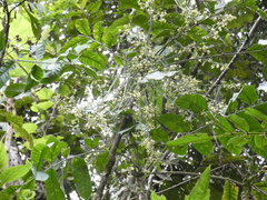 Tracheophyta