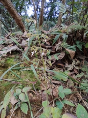 Isodon lophanthoides