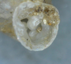 Gastrocopta contracta