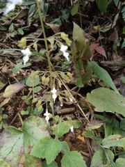 Isodon lophanthoides